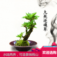 卷柏九死还魂草假山组合吸水石菖蒲桌面花卉植物微型盆景盆栽兰花微景观
