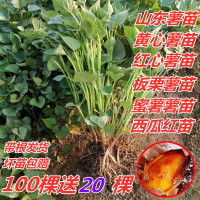 红薯苗蜜薯苗西瓜红薯苗板栗薯苗地瓜苗烟薯苗紫薯秧苗100颗