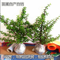 盆栽植物多肉植物金枝玉叶 盆栽 室内 花卉绿植绿色植物绿植