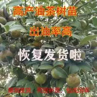高产油茶树苗出油率高大果当年结果基地茶油树山茶树