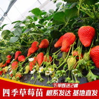 四季草莓苗 盆栽带土带果带花当年结果食用红颜牛奶草莓秧阳台带盆