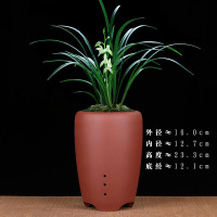 精品紫砂兰花盆 宜兴陶瓷 大号君子兰建春惠兰 光板素盆