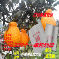 不知火丑橘纸袋加厚防鸟耙耙柑柑橘套袋红美人春见橙子爱媛专用袋