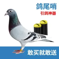 鸽子尾哨用具鸽子哨子风哨老北京鸽哨超轻双音家鸽赛鸽信鸽鸟 一个鸽尾哨