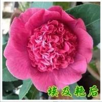 茶花盆栽五色赤丹四季香妃易养活茶花树苗盆栽室内室外耐寒浓香型 埃及艳后 3年苗()当年开花少送花肥