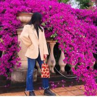 巴西三角梅爬藤植物带花卉盆栽安格斯重瓣老桩室内外庭院四季开花 紫色贵妇(云南紫)繁殖品种 不推荐(小苗一颗)不包活