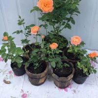 果汁阳台月季花盆栽品质花卉大花浓香室内外阳台四季开花基地直发 果汁阳台小苗