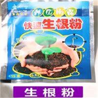 紫叶吊竹梅吊兰绿植盆栽紫罗兰盆栽阳台室内办公桌面创意真花绿植 专用肥料 不含盆