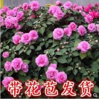 客厅多色植物花坊重瓣凤仙花水梅花可选室外加仑盆开花玻璃翠花 S80-非洲重瓣凤仙颜色随机一盆 不含盆