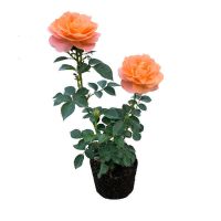 卡布奇诺 四季开花灌木切花月季肯尼亚玫瑰 果汁阳台浓香型庭院 果汁阳台小苗