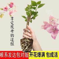 巴西三角梅盆栽苗室内阳台庭院爬藤四季开花浓香花卉观花植物 就送生根粉 新苗一棵明年开花(不包活)