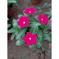 长春花天天开盆栽四季观花 五叶梅花苗 带花发货阳台窗台多品种 红焦点带一次性简易盆