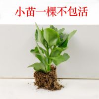 [带花苞发货]长寿花 长寿花盆栽 四季开花 花卉 盆栽 绿植 1颗小苗[无花苞] 不含盆