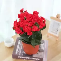 丽格海棠盆栽花卉室内盆栽四季花卉玫瑰海棠花重瓣带花苞发货 红色 1盆