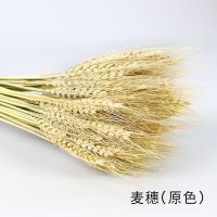 天然小麦麦子麦穗干花餐厅会所装饰客厅摆设开业大麦花束拍摄道具 原色麦穗100支