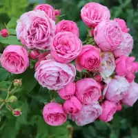 四季开花藤本月季花苗庭院种植大花欧月花苗阳台花卉爬藤月季 艾拉绒球【爬藤】 小苗两棵包成活
