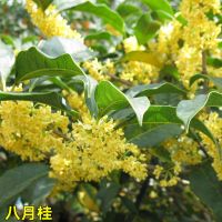 桂花树苗盆栽地栽四季植物矮株四季开花室外好养的花卉浓香型金桂 八月桂 2年苗[不包活明年开花一颗装]