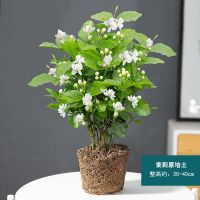 茉莉花盆栽室内好养绿植阳台四季开花植物虎头茉莉花苗盆景花卉 茉莉花原培土 不含盆