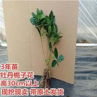 芳香花卉栀子花大叶牡丹栀子花盆栽重瓣大花四季开花阳台桌面室内 大叶牡丹栀子花3年【当年开花】