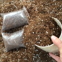 三盆28杜鹃花植物室内盆栽四季好养常年开花的盆栽花观花植物花卉 1000g营养土 含育苗盆