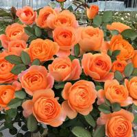 四季开花灌木月季大花浓香果汁阳台庭院花卉植物盆栽蔷薇玫瑰花苗 果汁花期带花苞 不含盆