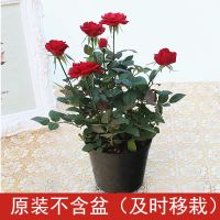 迷你小玫瑰花苗盆栽带花苞四季开花好养花卉植物钻石玫瑰微型月季 红色迷你玫瑰带花苞 不含盆