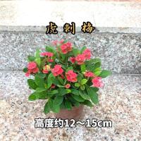四季开花的花绿植铁海棠虎刺梅海棠花盆栽花卉观花植物室内花好养 小虎刺梅1盆(塑料原盆)