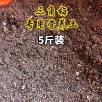 三角梅重瓣单瓣带花发货四季开花室内外可养爬藤植物盆栽花卉 三角梅营养土自家苗圃专用