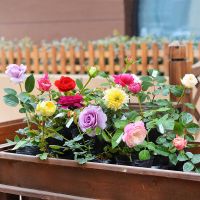 月季花苗带花苞花卉盆栽阳台庭院四季开花好养易活欧洲月季花大花 福利品种随机小苗[不保证带花苞]