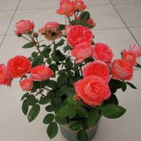 天方夜谈原盆原土花期带花苞发货灌木盆栽地栽种植浓香月季欧月 诺娃小苗