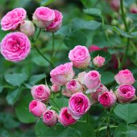 四季开花灌木月季特大花浓香型果汁阳台庭院花卉盆栽蔷薇月季花苗 粉色多头30-40厘米