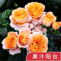 欧月灌木月季花苗四季开花阳台观花盆栽绿植花卉欧洲月季浓香花卉 果汁阳台
