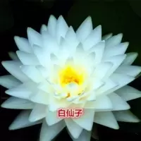 迷你睡莲根块带花芽苞四季水培植物室内水养小型荷花苗小睡莲根茎 白仙子 3个根块