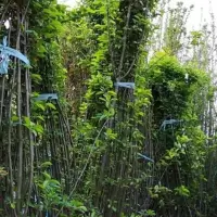 日本长寿冠海棠盆栽老桩带花苞四季开花重瓣花卉树苗庭院室内盆景 绿化海棠(不开花)小苗