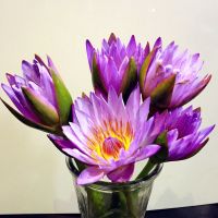 睡莲鲜花香槟色花束真花水养插花客厅办公室水培莲花花卉盆栽荷花 宝石蓝色睡莲鲜花6支装