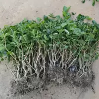 何家茉莉花盆栽横县茉莉花苗重瓣盆景室外内阳台庭院开花卉绿植物 4年苗2棵修剪