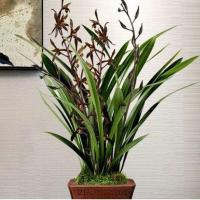 【当年开花】兰花浓香型兰花苗蕙兰墨兰建兰春兰室内盆栽花卉绿植 企黑 两苗 新手试种植买两份送一份不易开花