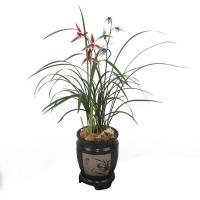 细叶寒兰花苗名贵花卉浓香型素心君子春兰建兰草室内高档绿植盆栽 【寒兰】一苗（不易养活）