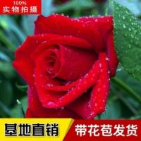 玫瑰花苗带花苞花卉观花绿植物室内阳台盆栽大花浓香月季四季开花 红玫瑰（浓香带花苞） 精品苗