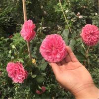 四季开花蔷薇花苗花卉盆栽室内外爬藤勤花绿植物藤本月季玫瑰花苗 1达芬奇(3棵装)(3棵装) 二年苗(明年开花+送肥料生根