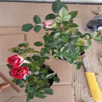 欧月藤本月季月季花苗庭院盆栽龙沙宝石蔷薇花苗爬藤植物开花 小女孩（爬藤多季开花) 小苗（10-30厘米高）