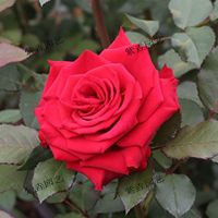 玫瑰花苗 四季开花月季扦插小苗花卉绿化工程苗木室内庭院阳台 卡罗拉 5棵