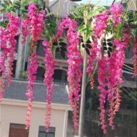 紫藤萝紫藤花树苗爬藤植物阳台庭院围墙四季开花盆栽绿植花卉 仙女藤 1棵四年苗约1公分粗（买二送一）