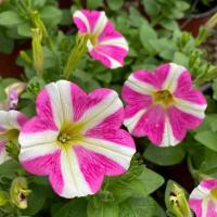 重瓣矮牵牛带花发货四季开花旋转双瀑布系列室内阳台客厅多年生 【活力粉】13cm简易盆带花