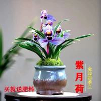 帝王妃矮种浓香型兰花苗盆栽金边品建兰绿植室内四季常青好养活 热卖 紫月荷 一苗试养无赠品