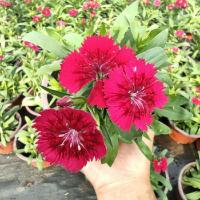 姬小菊盆栽带花苞欧石竹花苗阳台庭院花卉多年生草本植物四季开花 常夏石竹深红色带花发货 原土发货