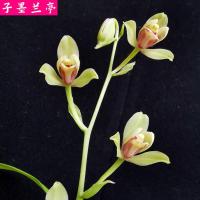 兰花苗 建兰[中华水仙] 浓香型带花苞 室内花卉绿植盆栽 中华水仙1苗