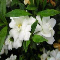 芳香花卉栀子花大叶牡丹栀子花盆栽重瓣大花四季开花阳台桌面室内 小叶栀子花3年苗带分支