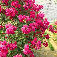 果汁阳台月季花苗浓香玫瑰大花庭院花卉植物盆栽蔷薇四季开带花苞 玫红木香[甜蜜红木香] 小苗[培养盆]