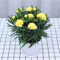 四季常青鸭脚木盆栽七叶莲八方来财室内客厅阳台桌面花卉盆栽绿植